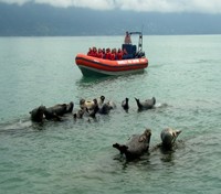 Seals on Sea Safari Seals on Sea Safari